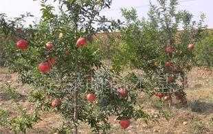 供應適合北方種植的果樹，助力北方特色水果產業(yè)發(fā)展